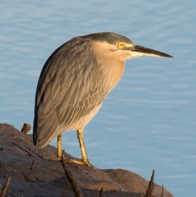 Butorides striata (Striated Heron) at Slade Point, QLD - 5 Jul 2020 by Petesteamer