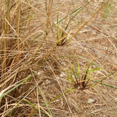 Eragrostis curvula (African Lovegrass) at Isaacs Ridge and Nearby - 21 Feb 2024 by Mike