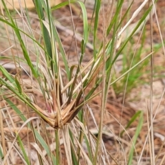 Eragrostis curvula at Isaacs Ridge and Nearby - 21 Feb 2024 11:03 AM