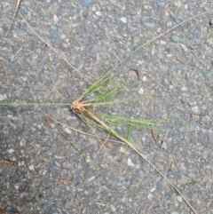 Eragrostis curvula at Isaacs Ridge and Nearby - 21 Feb 2024 11:03 AM