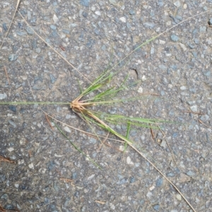 Eragrostis curvula at Isaacs Ridge and Nearby - 21 Feb 2024 11:03 AM