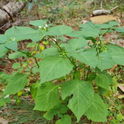 Solanum nigrum (Black Nightshade) at Isaacs, ACT - 20 Feb 2024 by Mike