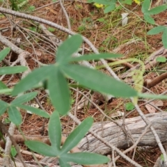 Passiflora subpeltata (White Passionflower) at Isaacs Ridge and Nearby - 21 Feb 2024 by Mike