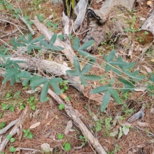 Passiflora subpeltata at Isaacs Ridge and Nearby - 21 Feb 2024 10:56 AM