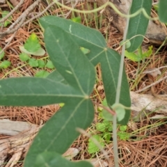 Passiflora subpeltata at Isaacs Ridge and Nearby - 21 Feb 2024 10:56 AM