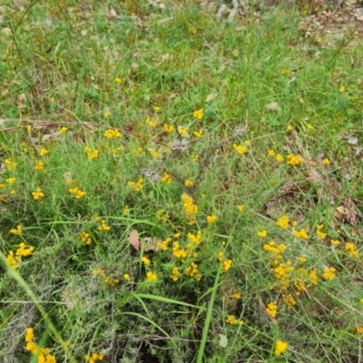 Chrysocephalum semipapposum (Clustered Everlasting) at Isaacs, ACT - 21 Feb 2024 by Mike