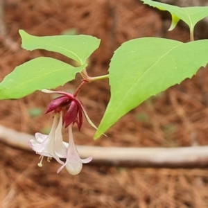 Leycesteria formosa at Isaacs Pines (ICP) - 21 Feb 2024