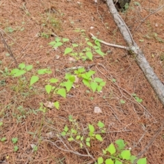 Leycesteria formosa at Isaacs Pines (ICP) - 21 Feb 2024