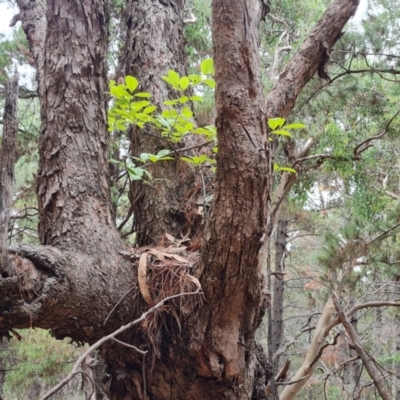 Ligustrum lucidum (Large-leaved Privet) at Isaacs Ridge and Nearby - 21 Feb 2024 by Mike