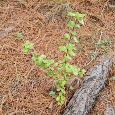 Pittosporum tenuifolium (Kohuhu) at Isaacs Ridge and Nearby - 21 Feb 2024 by Mike