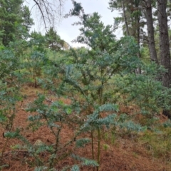 Acacia baileyana (Cootamundra Wattle, Golden Mimosa) at Isaacs Ridge and Nearby - 20 Feb 2024 by Mike