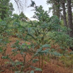 Acacia baileyana (Cootamundra Wattle, Golden Mimosa) at Isaacs, ACT - 20 Feb 2024 by Mike