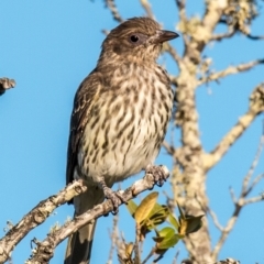 Sphecotheres vieilloti (Australasian Figbird) at Slade Point, QLD - 23 Aug 2020 by Petesteamer