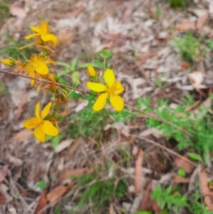 Hypericum perforatum at Tuggeranong Hill - 21 Feb 2024