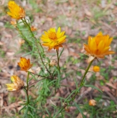 Xerochrysum viscosum (Sticky Everlasting) at Theodore, ACT - 20 Feb 2024 by MB