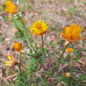 Xerochrysum viscosum at Tuggeranong Hill - 21 Feb 2024