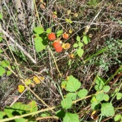 Rubus parvifolius (Native Raspberry) at Tuggeranong Hill - 20 Feb 2024 by MB