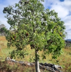Brachychiton populneus subsp. populneus (Kurrajong) at Tuggeranong Hill - 20 Feb 2024 by MB