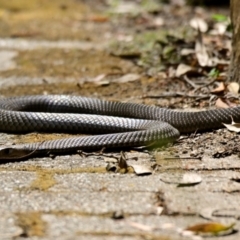 Pseudonaja textilis (Eastern Brown Snake) at Acton, ACT - 20 Feb 2024 by Thurstan