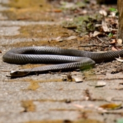 Pseudonaja textilis at ANBG - 21 Feb 2024 10:56 AM