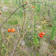 Rosa rubiginosa (Sweet Briar, Eglantine) at Tuggeranong Hill - 20 Feb 2024 by MB