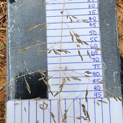 Eragrostis curvula (African Lovegrass) at Mount Taylor - 21 Feb 2024 by Steve818