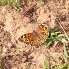 Junonia villida (Meadow Argus) at Tuggeranong Hill - 20 Feb 2024 by MB