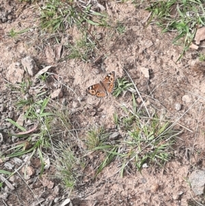 Junonia villida at Tuggeranong Hill - 21 Feb 2024