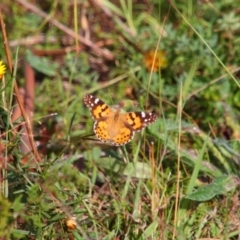 Vanessa kershawi (Australian Painted Lady) at Theodore, ACT - 20 Feb 2024 by MB