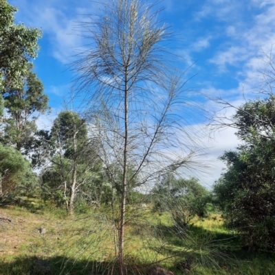 Allocasuarina verticillata (Drooping Sheoak) at Tuggeranong Hill - 21 Feb 2024 by MB