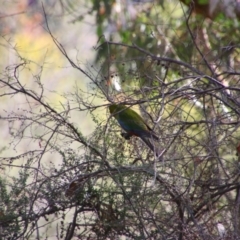 Platycercus elegans (Crimson Rosella) at Tuggeranong Hill - 21 Feb 2024 by MB