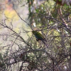 Platycercus elegans (Crimson Rosella) at Tuggeranong Hill - 20 Feb 2024 by MB