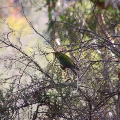 Platycercus elegans (Crimson Rosella) at Tuggeranong Hill - 21 Feb 2024 by MB