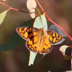 Heteronympha penelope (Shouldered Brown) at Tuggeranong Hill - 20 Feb 2024 by MB