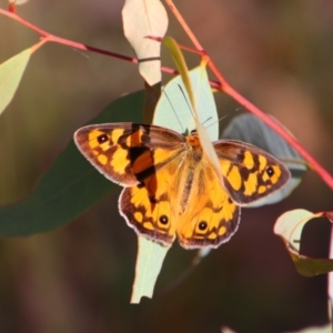 Heteronympha penelope at Tuggeranong Hill - 21 Feb 2024 09:11 AM