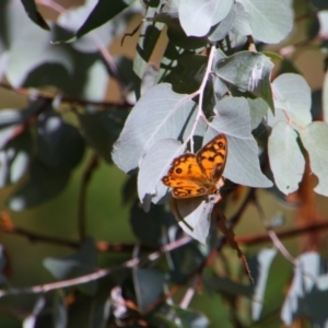 Heteronympha penelope at Tuggeranong Hill - 21 Feb 2024 09:11 AM