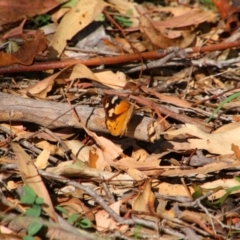 Heteronympha merope at Tuggeranong Hill - 21 Feb 2024