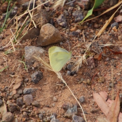 Pieris rapae (Cabbage White) at Theodore, ACT - 20 Feb 2024 by MB