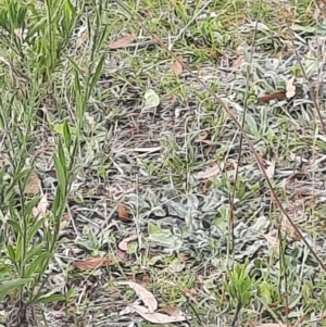 Pieris rapae at Tuggeranong Hill - 21 Feb 2024