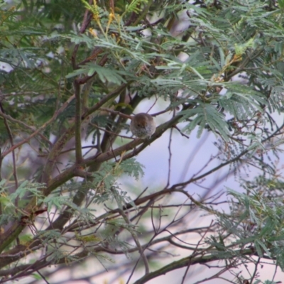 Acanthiza pusilla (Brown Thornbill) at Tuggeranong Hill - 21 Feb 2024 by MB