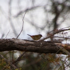 Neochmia temporalis (Red-browed Finch) at Theodore, ACT - 20 Feb 2024 by MB