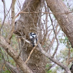 Gymnorhina tibicen (Australian Magpie) at Theodore, ACT - 20 Feb 2024 by MB