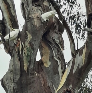 Cacatua galerita at Tuggeranong Hill - 21 Feb 2024