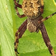 Salsa fuliginata (Sooty Orb-weaver) at Gundaroo, NSW - 21 Feb 2024 by Gunyijan