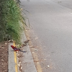 Gallirallus philippensis at Australian National University - 21 Feb 2024 12:47 PM