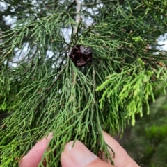 Callitris endlicheri (Black Cypress Pine) at Tuggeranong Hill - 21 Feb 2024 by MB