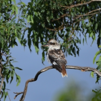 Dacelo novaeguineae (Laughing Kookaburra) at Wollondilly Local Government Area - 20 Feb 2024 by Freebird