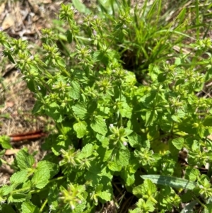 Stachys arvensis at FMC500: Bragg St Swales - 17 Feb 2024 10:40 AM