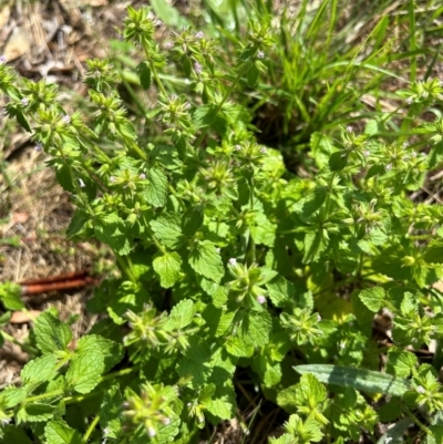 Stachys arvensis (Stagger Weed) at FMC500: Bragg St Swales - 16 Feb 2024 by cmobbs