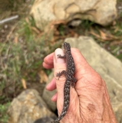 Christinus marmoratus (Southern Marbled Gecko) at FMC500: Bragg St Swales - 20 Feb 2024 by cmobbs